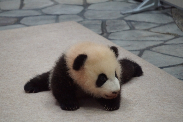 日本のパンダの赤ちゃんの名前が「楓浜（ふうひん）」に決定